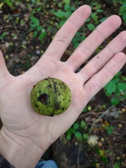 Carya ovata