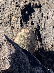 Escobaria alversonii