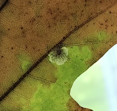 Tischeria quercitella