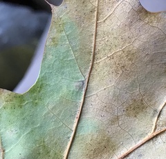 Tischeria quercitella