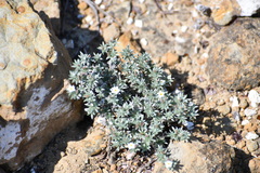 Euploca confertifolia