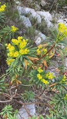 Euphorbia dendroides