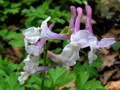 Corydalis cava