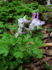 Corydalis cava