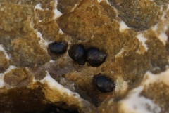 Littorina