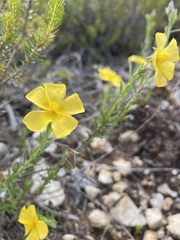 Fumana arabica