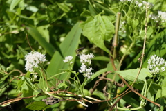 Lepidophora lepidocera