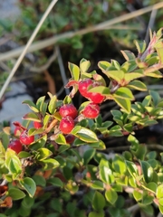 Cotoneaster horizontalis