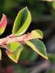 Cotoneaster horizontalis