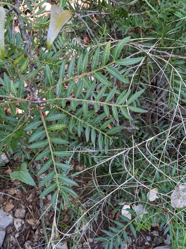 Pistacia lentiscus