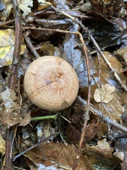 Lactarius chrysorrheus