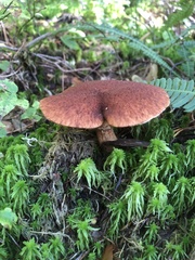 Suillus cavipes