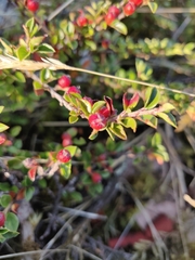 Cotoneaster horizontalis