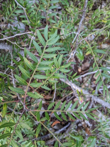 Pistacia lentiscus