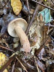 Lactarius chrysorrheus