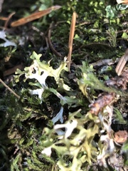 Tuckermanopsis subalpina