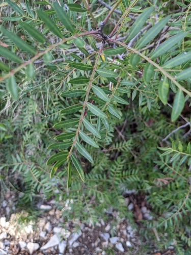 Pistacia lentiscus