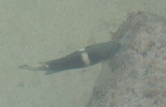 Chrysiptera biocellata