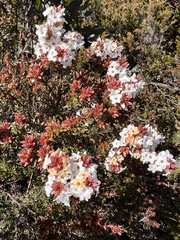 Epacris