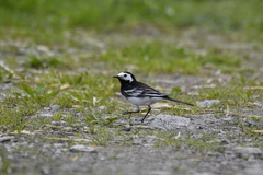Motacilla alba yarrellii