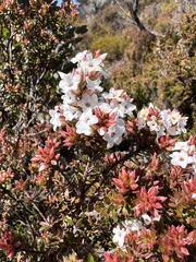 Epacris