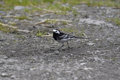 Motacilla alba yarrellii