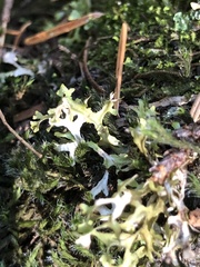 Tuckermanopsis subalpina