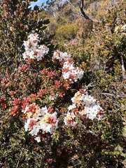 Epacris