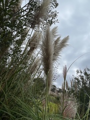 Cortaderia