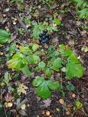 Caulophyllum thalictroides