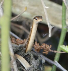 Thamnophis saurita