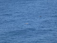 Stenella coeruleoalba