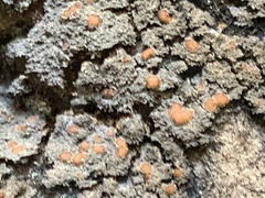 Fuscopannaria praetermissa