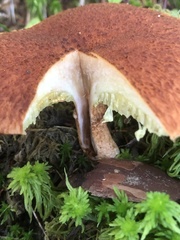 Suillus cavipes