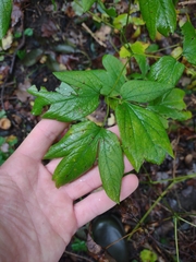 Caulophyllum thalictroides