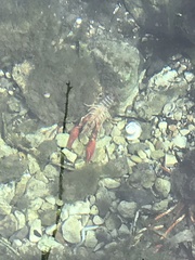Procambarus clarkii
