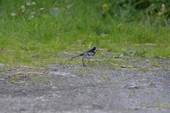Motacilla alba yarrellii