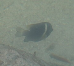 Chrysiptera biocellata