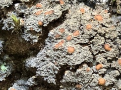 Fuscopannaria praetermissa