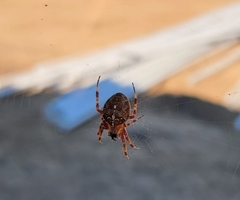 Araneus diadematus