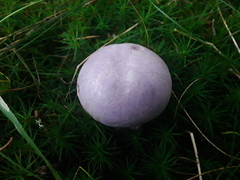 Cortinarius traganus