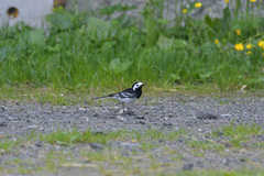 Motacilla alba yarrellii