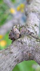 Mesosa curculionoides