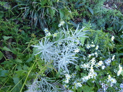 Helichrysum italicum