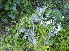 Helichrysum italicum