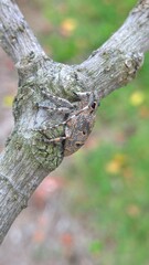 Mesosa curculionoides