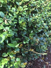 Trachelospermum asiaticum