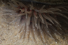 Anthopleura biscayensis