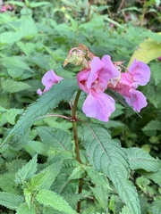 Impatiens glandulifera