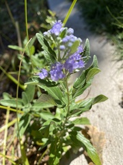 Caryopteris
